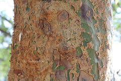 Commiphora caudata var. caudata